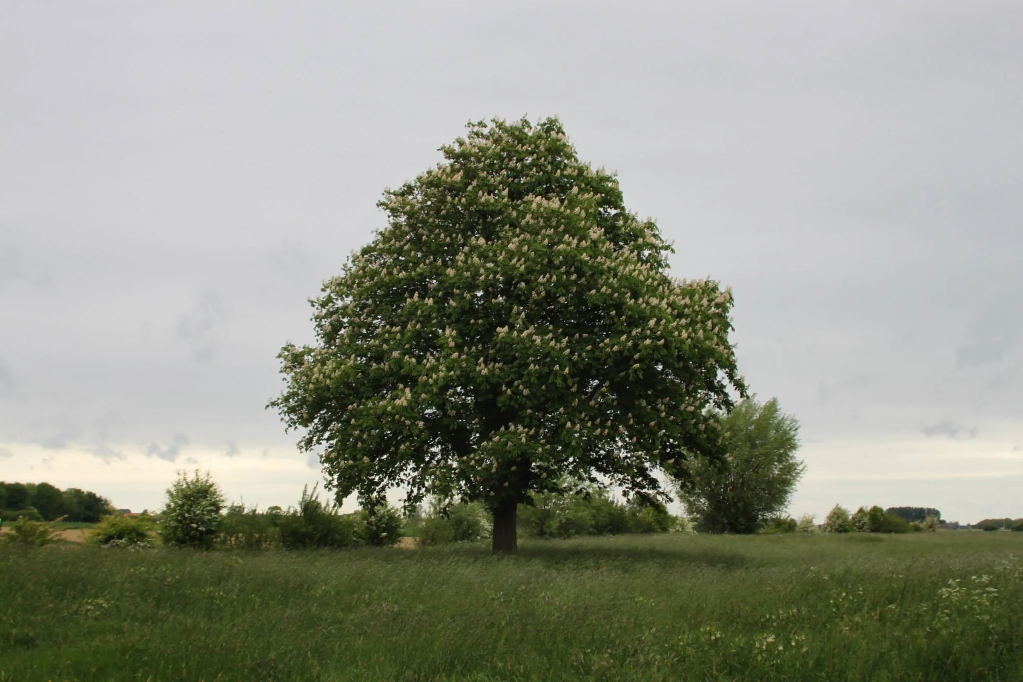 A European horse-chestnut tree blooms in a field of tall grass on an overcast day.